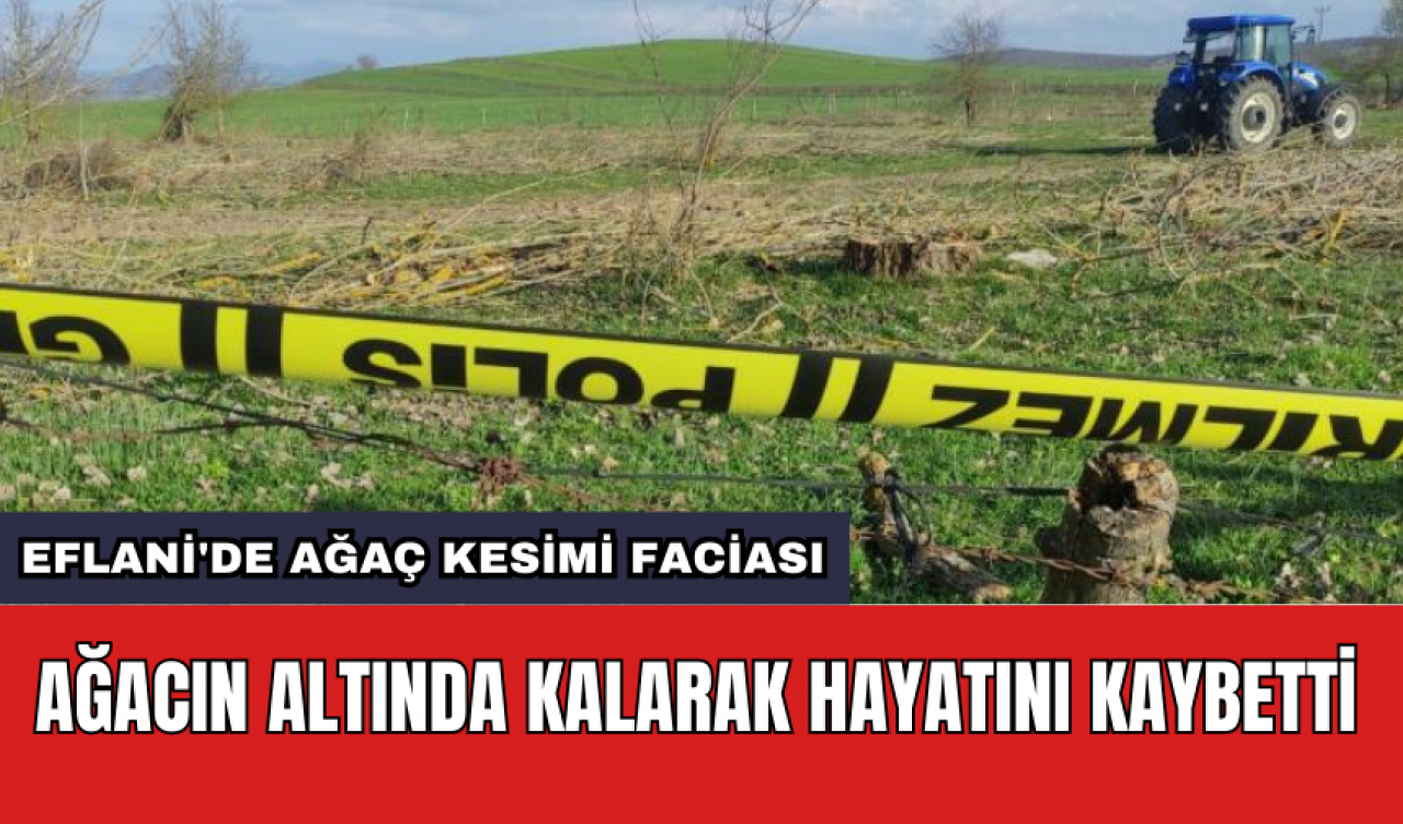 Eflani'de ağaç kesimi faciası: Ağacın altında kalarak hayatını kaybetti