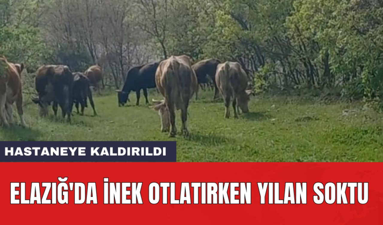 Elazığ'da inek otlatırken yılan soktu: Hastaneye kaldırıldı