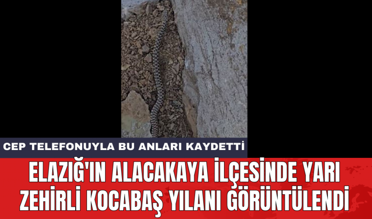 Elazığ'ın Alacakaya ilçesinde yarı zehirli kocabaş yılanı görüntülendi