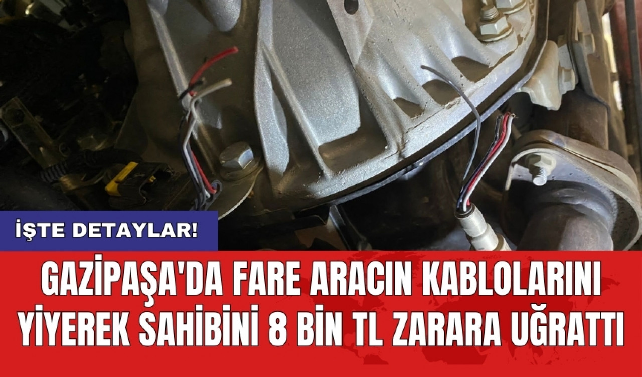 Gazipaşa'da fare aracın kablolarını yiyerek sahibini 8 bin TL zarara uğrattı