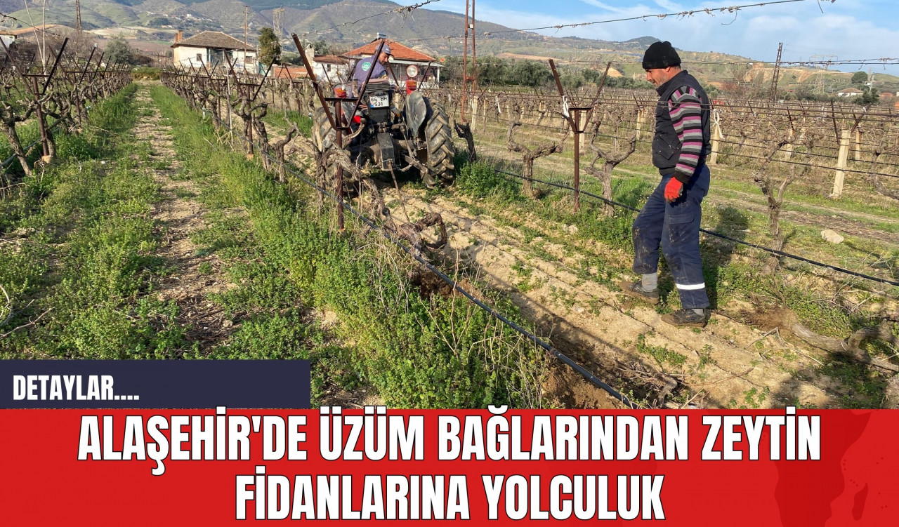 Alaşehir'de Üzüm Bağlarından Zeytin Fidanlarına Yolculuk