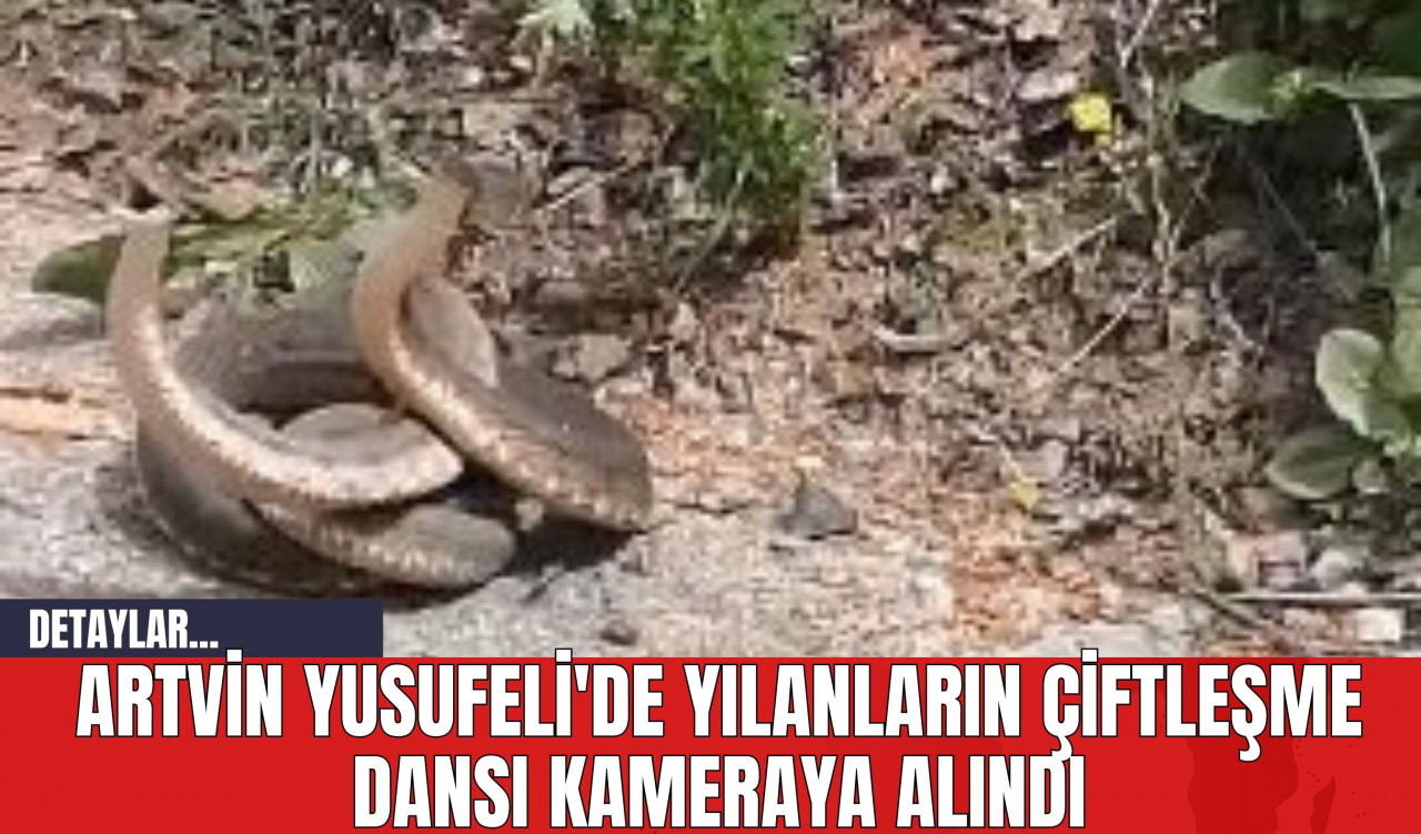 Artvin Yusufeli'de Yılanların Çiftleşme Dansı Kameraya Alındı