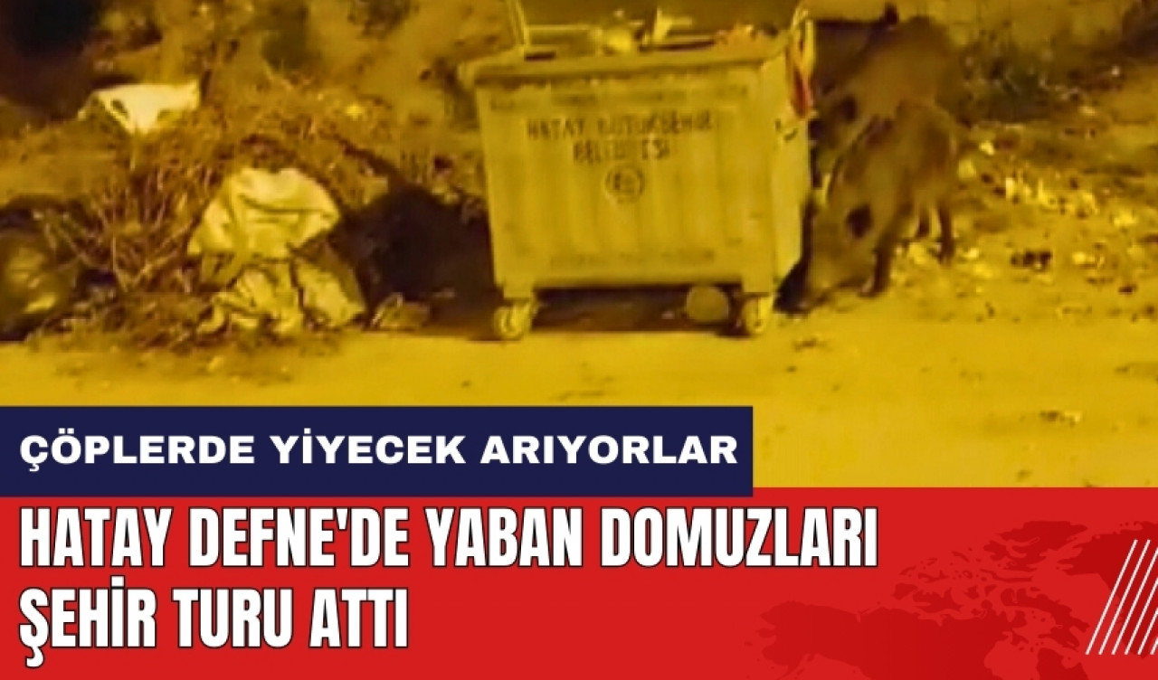 Hatay Defne'de yaban domuzları şehir turu attı