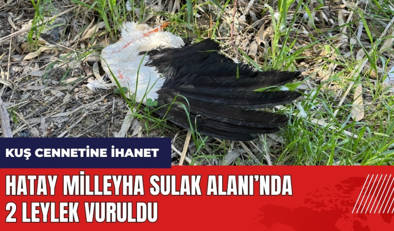 Hatay Milleyha Sulak Alanı'nda 2 leylek vuruldu