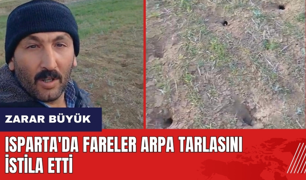 Isparta'da fareler arpa tarlasını istila etti!