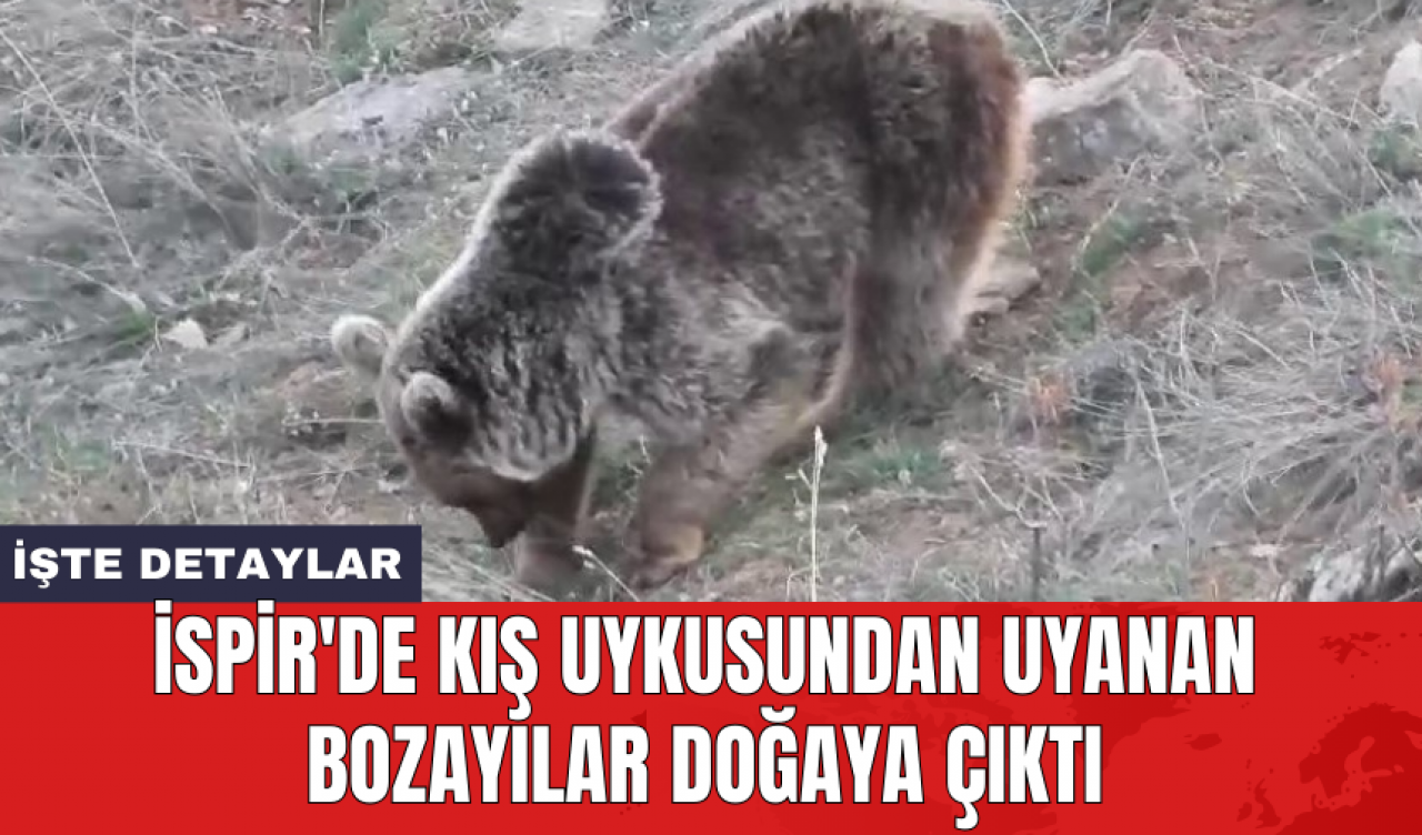 İspir'de kış uykusundan uyanan bozayılar doğaya çıktı