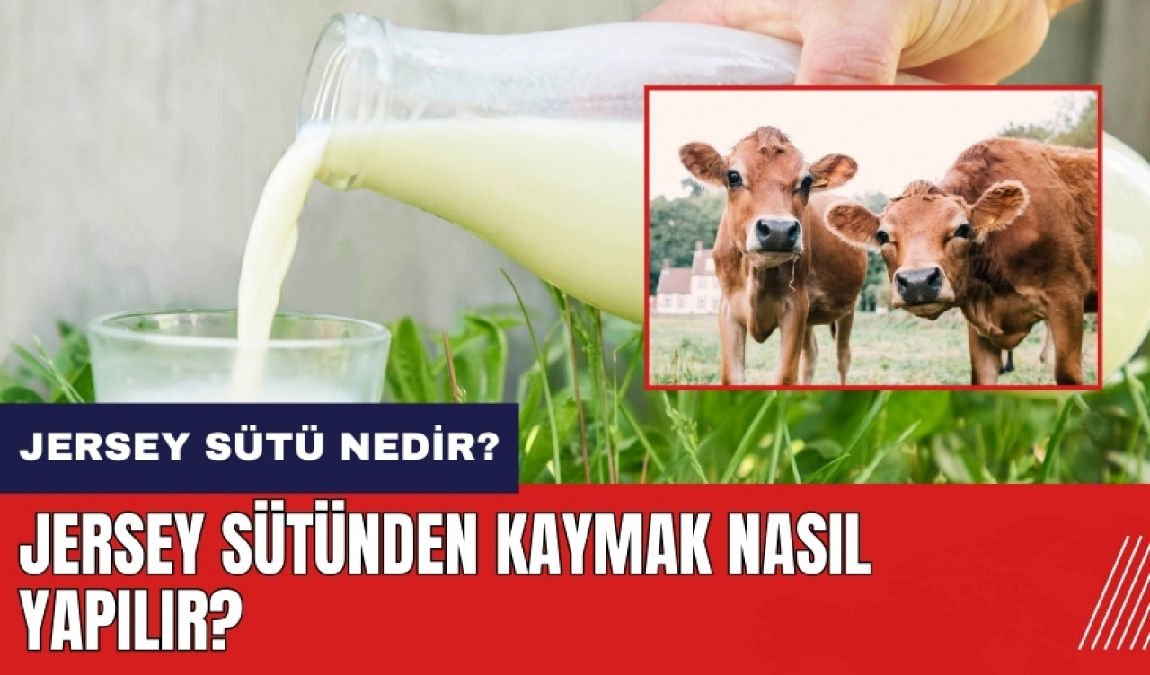 Jersey sütü nedir? Jersey sütünden kaymak nasıl yapılır?