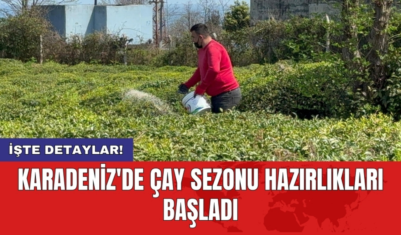 Karadeniz'de çay sezonu hazırlıkları başladı