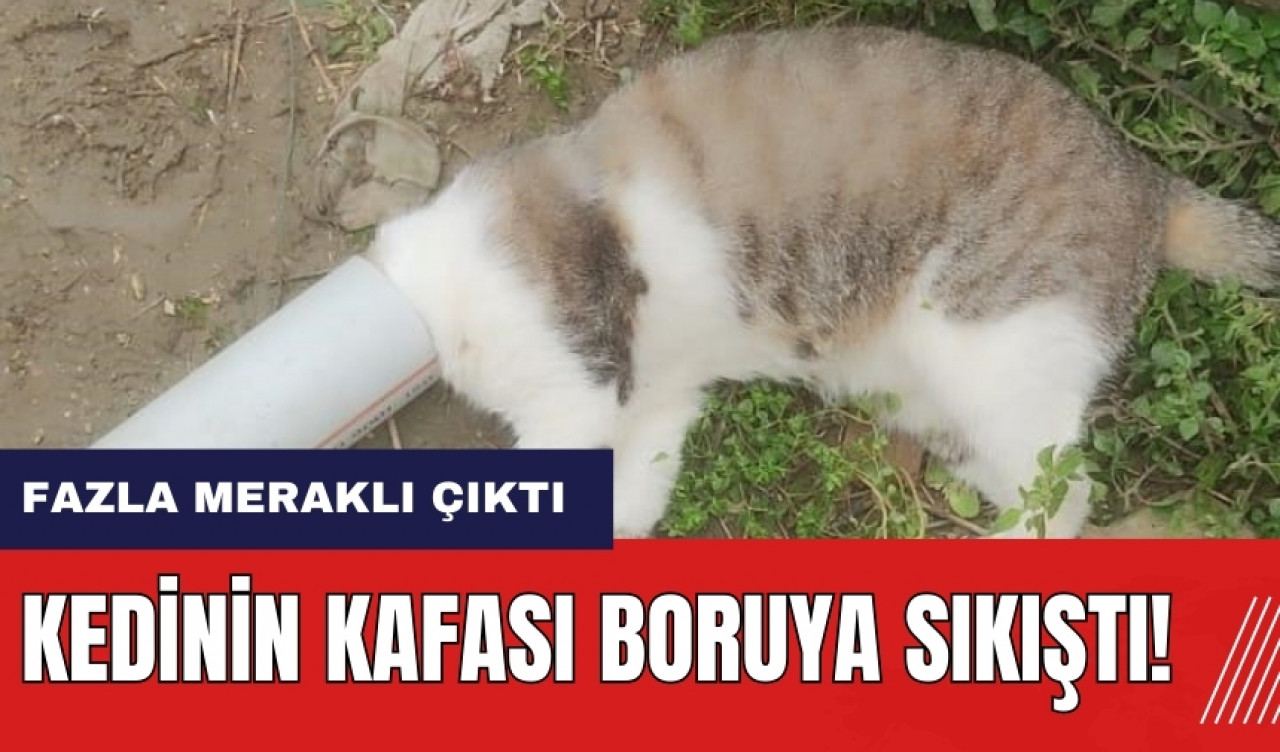 Kedinin kafası boruya sıkıştı