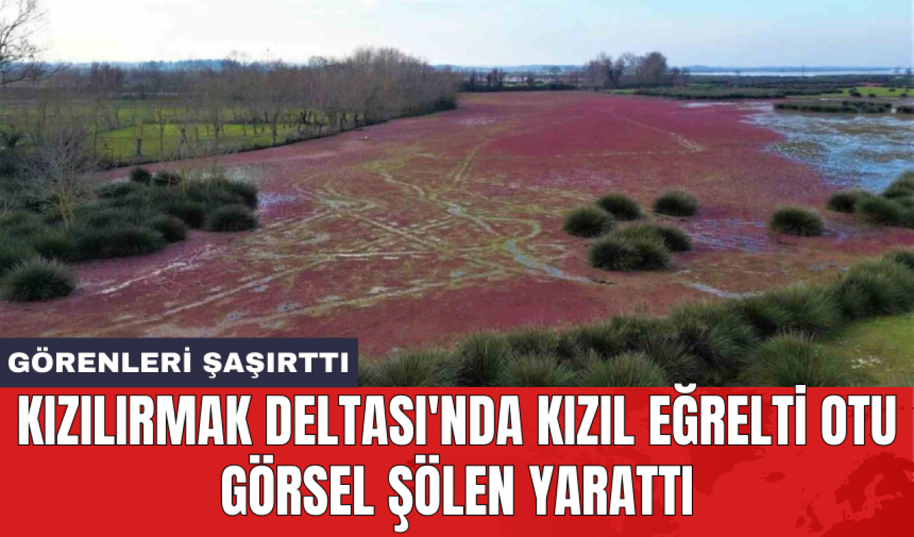 Kızılırmak Deltası'nda Kızıl Eğrelti Otu görsel şölen yarattı