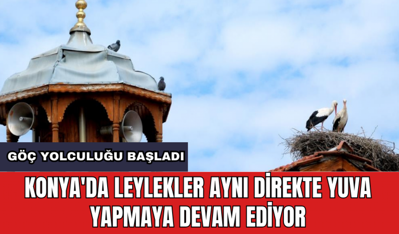 Konya'da leylekler aynı direkte yuva yapmaya devam ediyor