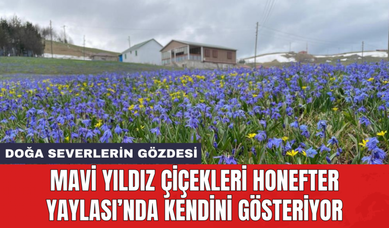 Mavi yıldız çiçekleri Honefter Yaylası’nda kendini gösteriyor