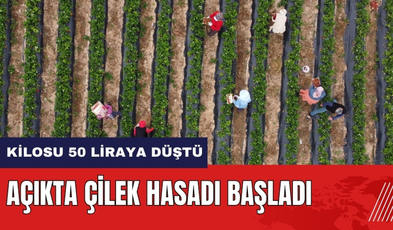 Mersin'de açıkta çilek hasadı başladı! Kilosu 50 liraya düştü