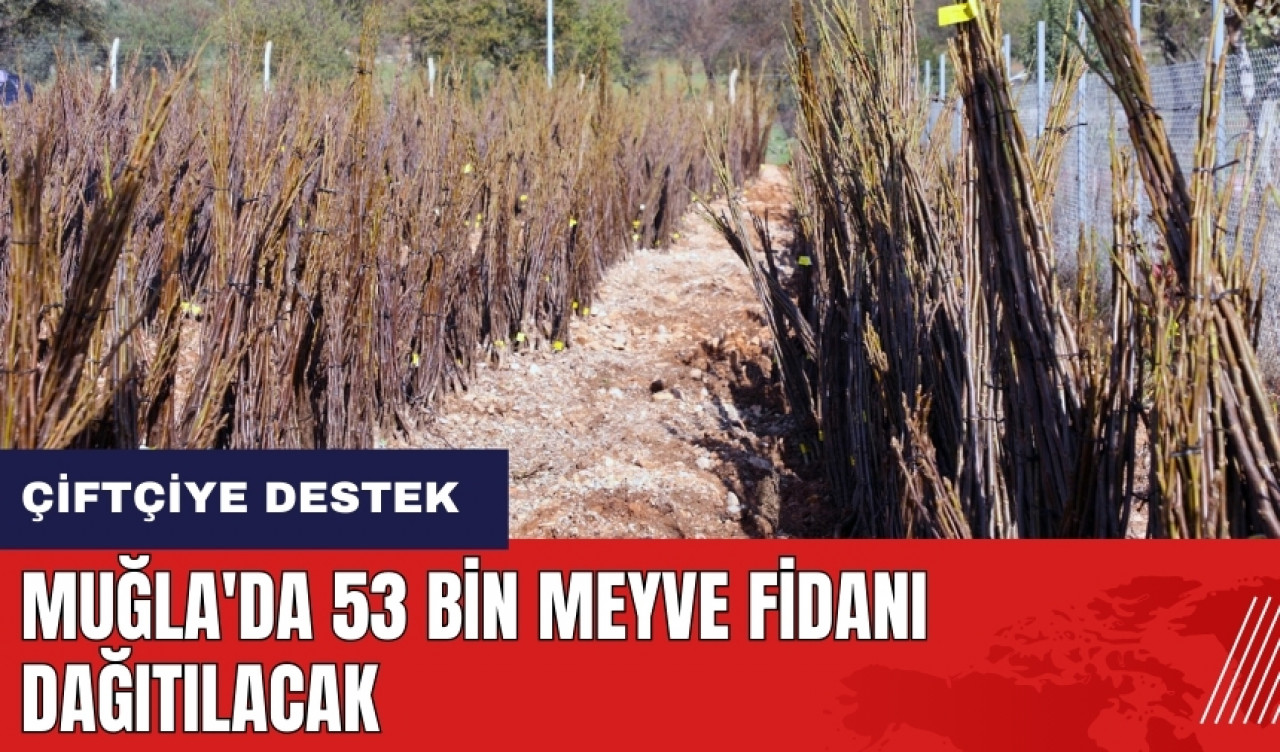 Muğla'da 53 bin meyve fidanı dağıtılacak