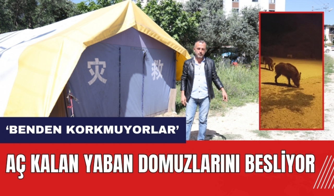 Aç kalan yaban domuzlarını besliyor: Benden korkmuyorlar