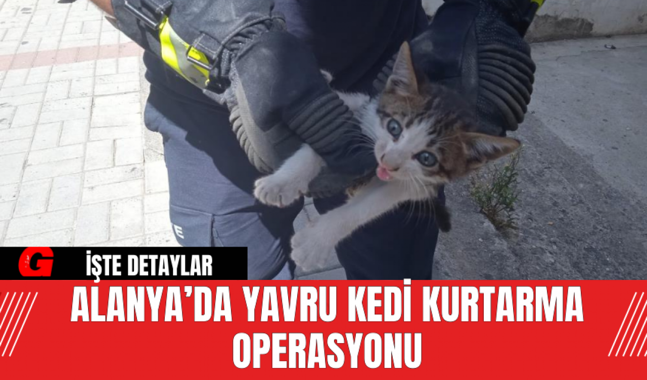 Alanya’da Yavru Kedi Kurtarma Operasyonu