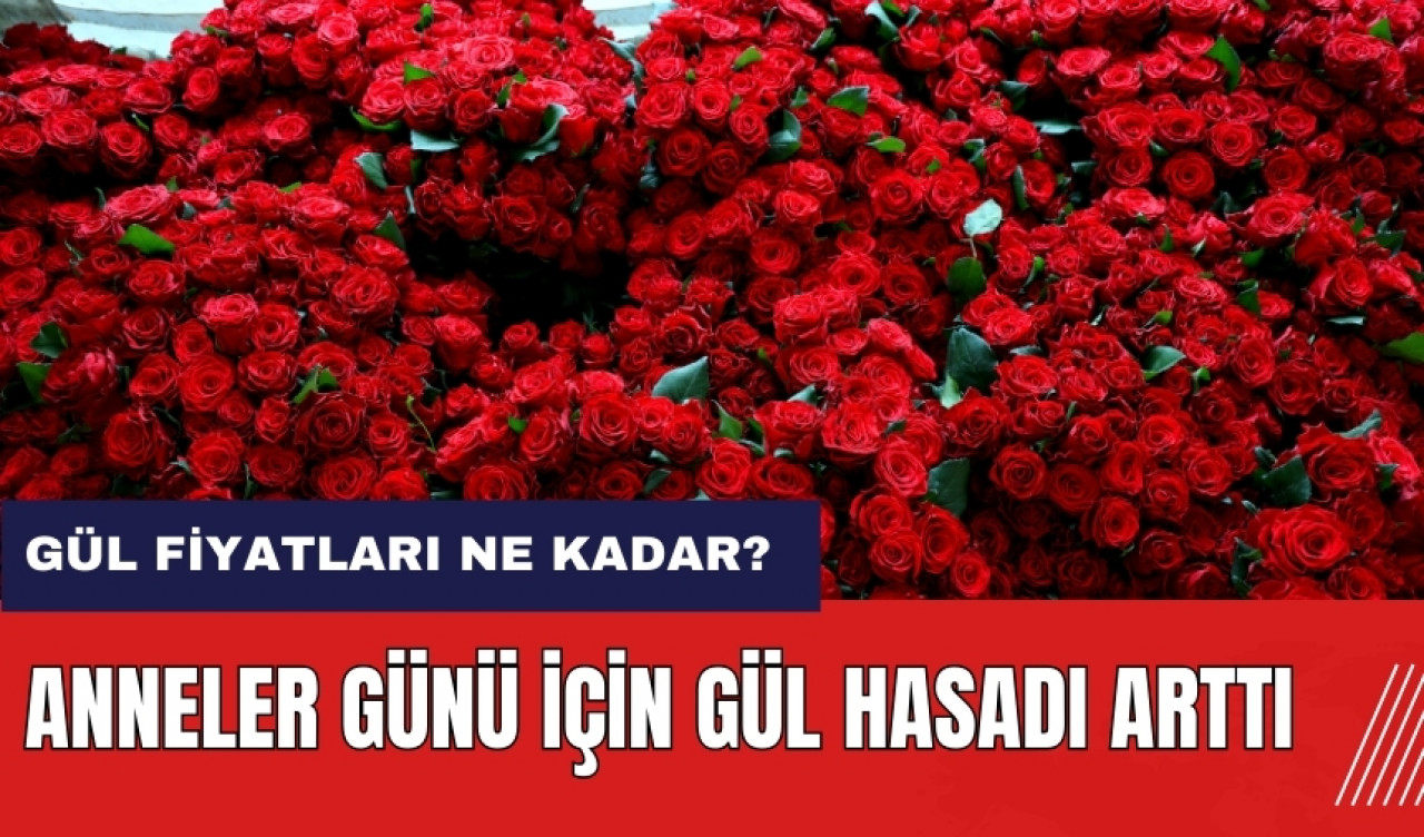 Anneler Günü için gül hasadı yoğunlaşıyor! Gül fiyatları ne kadar?