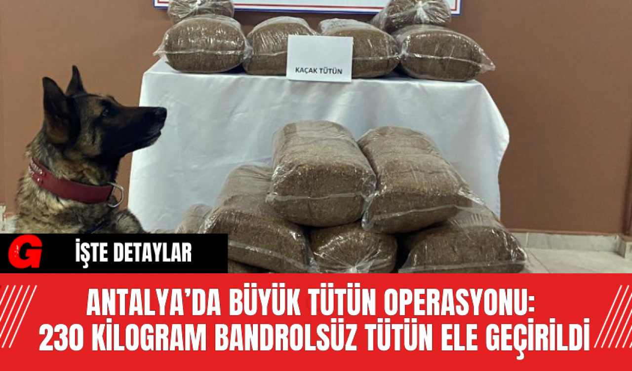 Antalya’da Büyük Tütün Operasyonu:  230 Kilogram Bandrolsüz Tütün Ele Geçirildi