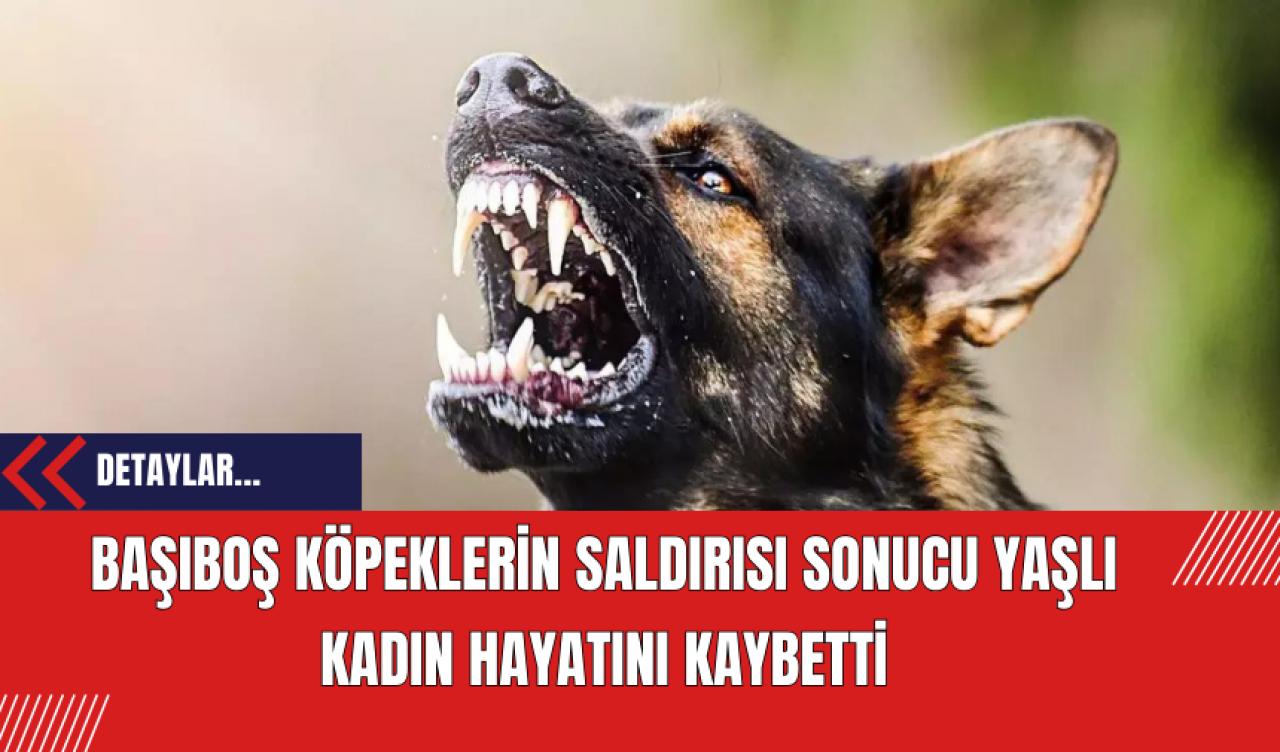 Başıboş Köpeklerin Saldırısı Sonucu Yaşlı Kadın Hayatını Kaybetti