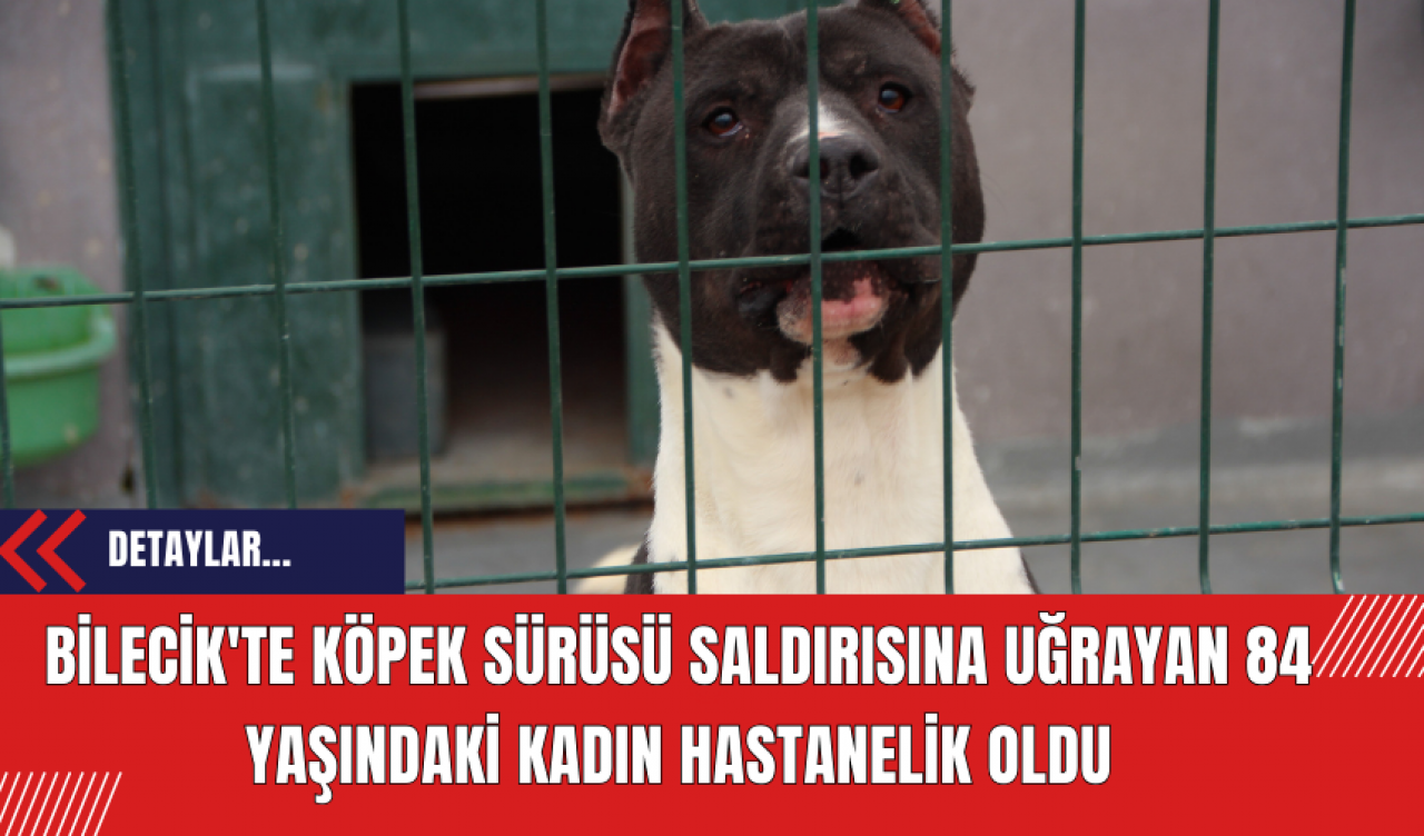 Bilecik'te Köpek Sürüsü Saldırısına Uğrayan 84 Yaşındaki Kadın Hastanelik Oldu