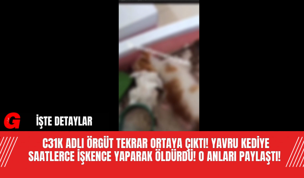 C31K Adlı Örgüt Tekrar Ortaya Çıktı! Yavru Kediye Saatlerce İşkence Yaparak Öldürdü! O Anları Paylaştı!