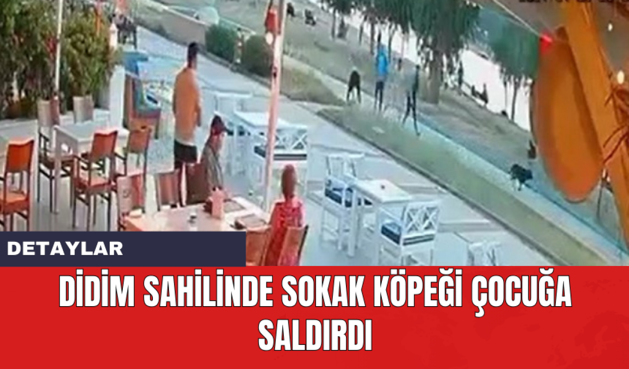 Didim Sahilinde Sokak Köpeği Çocuğa Saldırdı