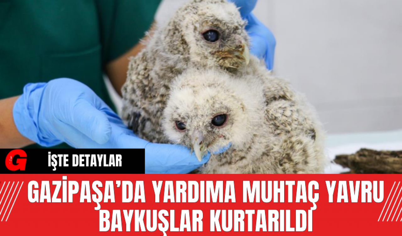 Gazipaşa’da Yardıma Muhtaç Yavru Baykuşlar Kurtarıldı