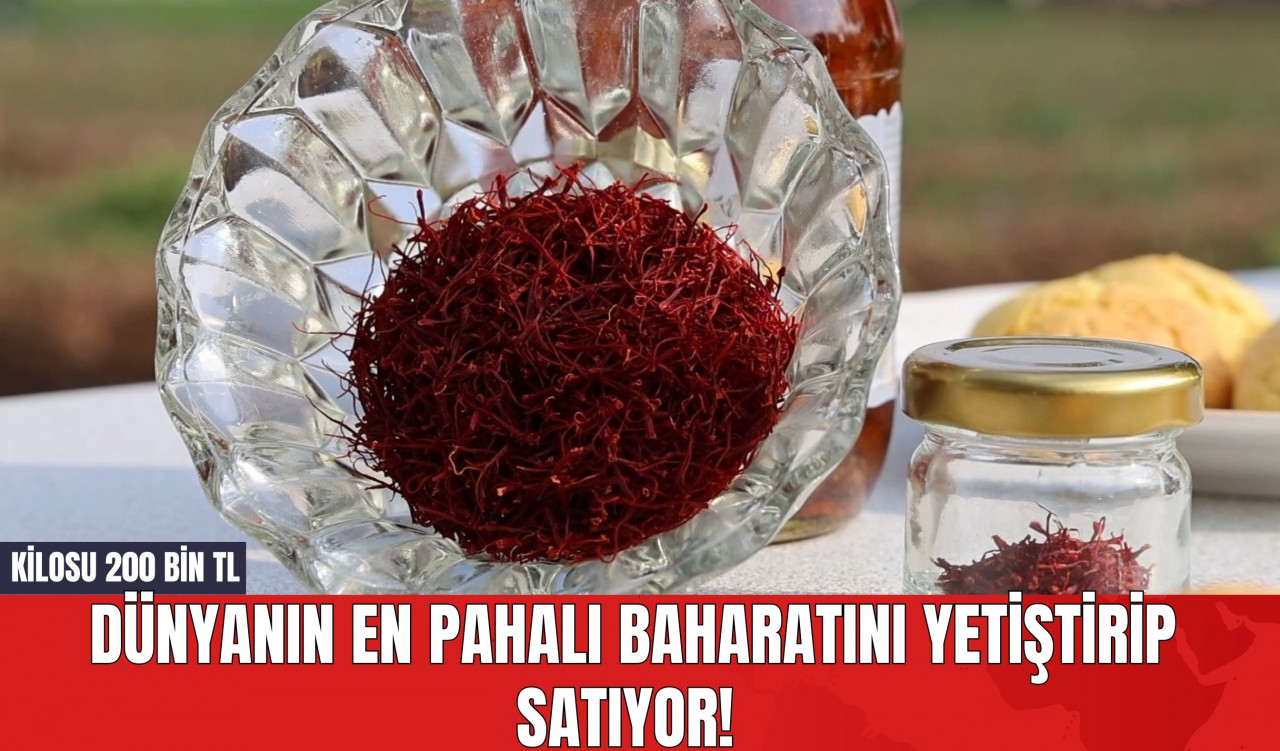 Dünyanın En Pahalı Baharatını Yetiştirip Satıyor! Kilosu 200 Bin TL