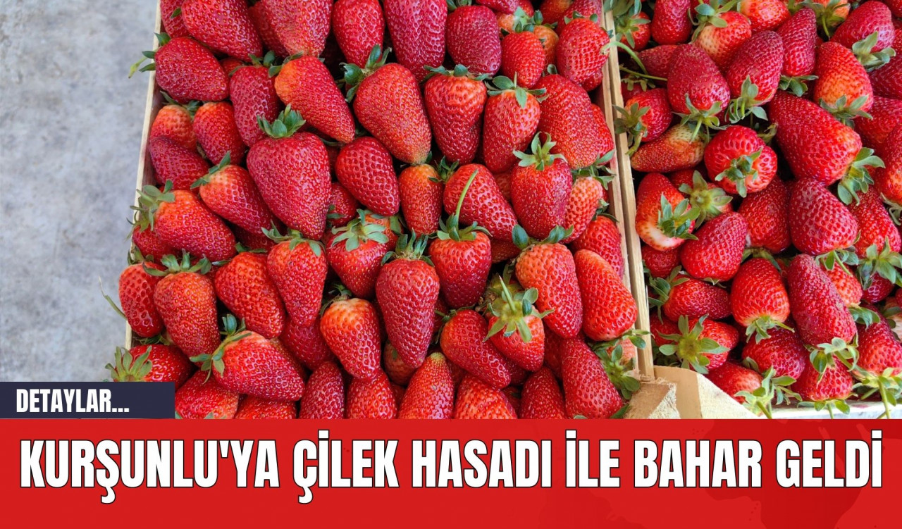 Kurşunlu'ya Çilek Hasadı İle Bahar Geldi