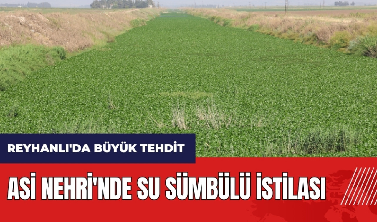 Hatay Reyhanlı'da büyük tehdit: Asi Nehri'nde su sümbülü istilası