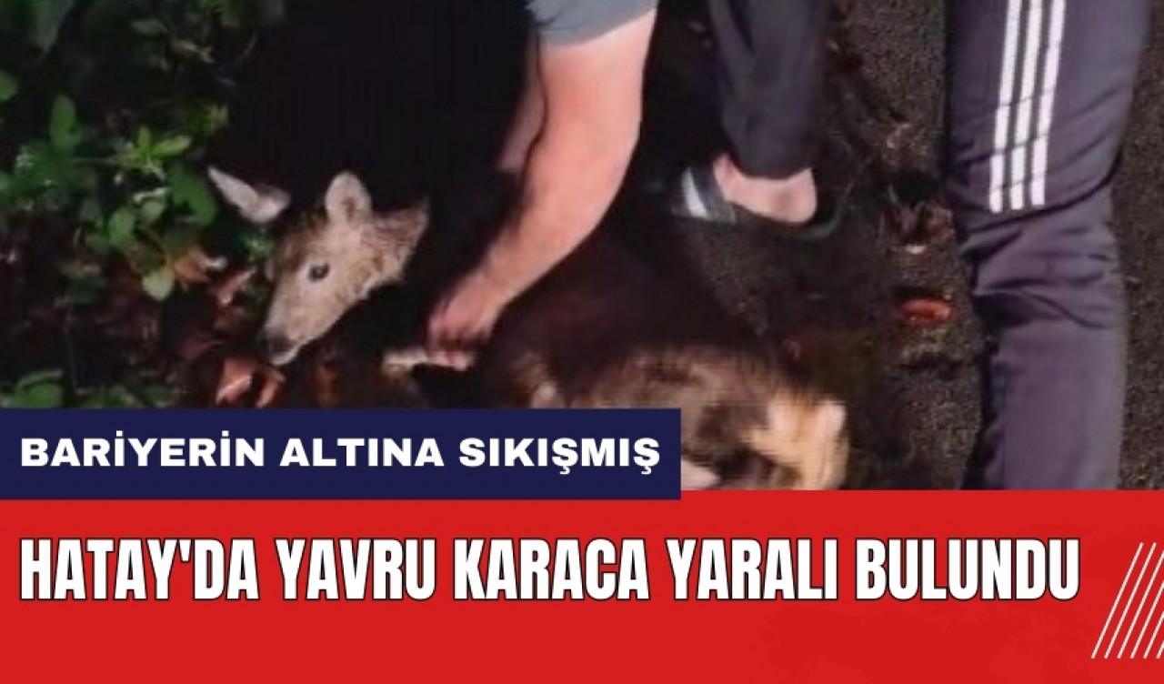 Hatay'da yavru karaca yaralı bulundu