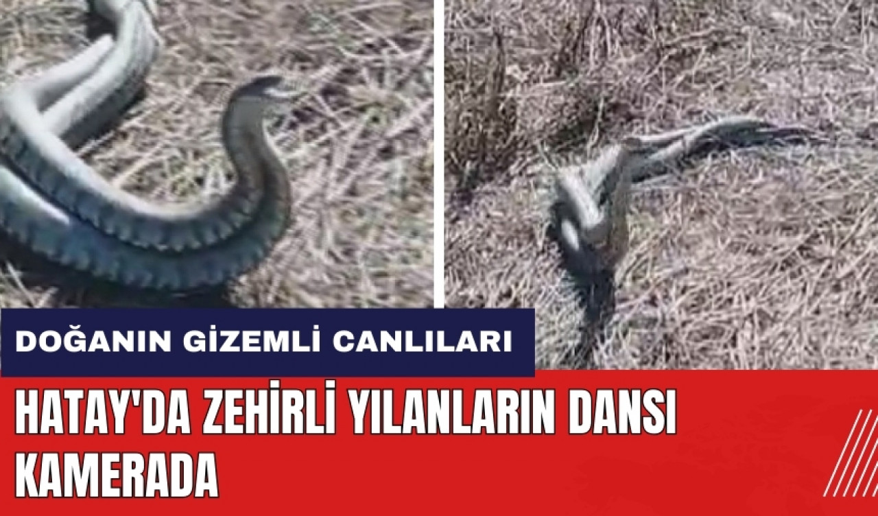 Hatay'da zehirli yılanların dansı kamerada