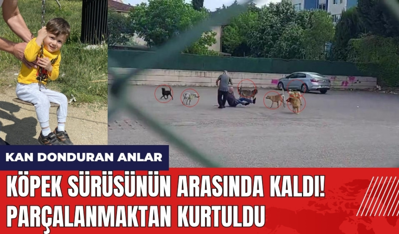 Parçalanmaktan kurtuldu! 10 köpeğin saldırısına uğradı