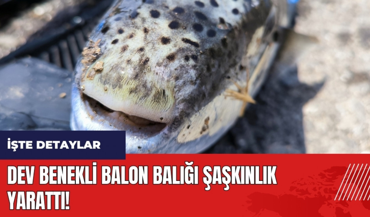 Mersin'de dev benekli balon balığı şaşkınlık yarattı!