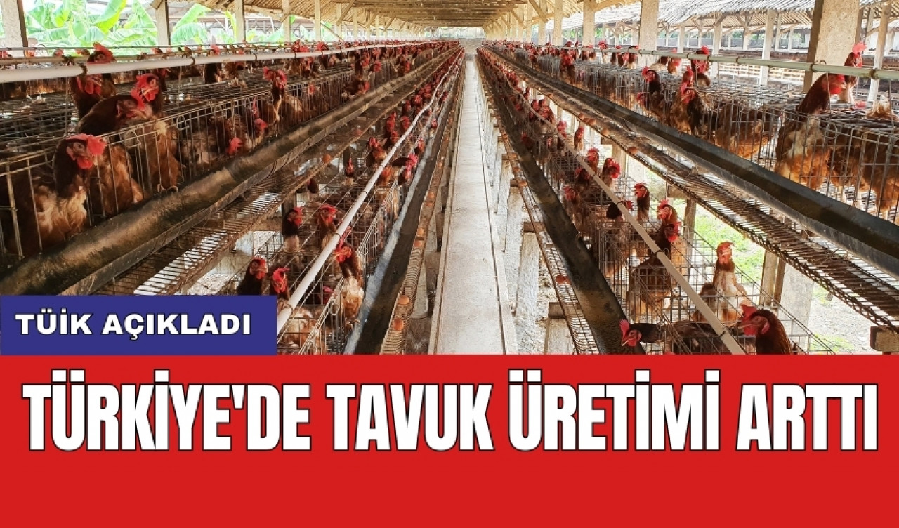 TÜİK açıkladı: Türkiye'de tavuk üretimi arttı