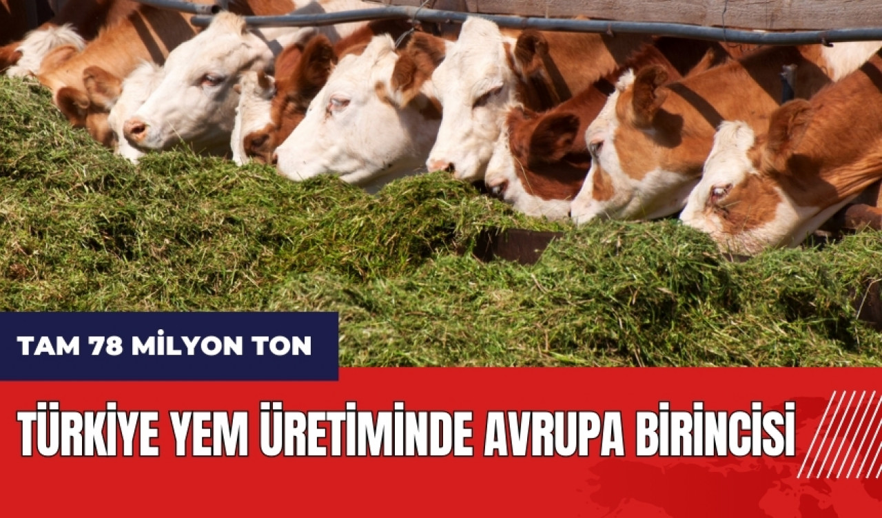 Türkiye yem üretiminde Avrupa birincisi! Tam 78 milyon ton