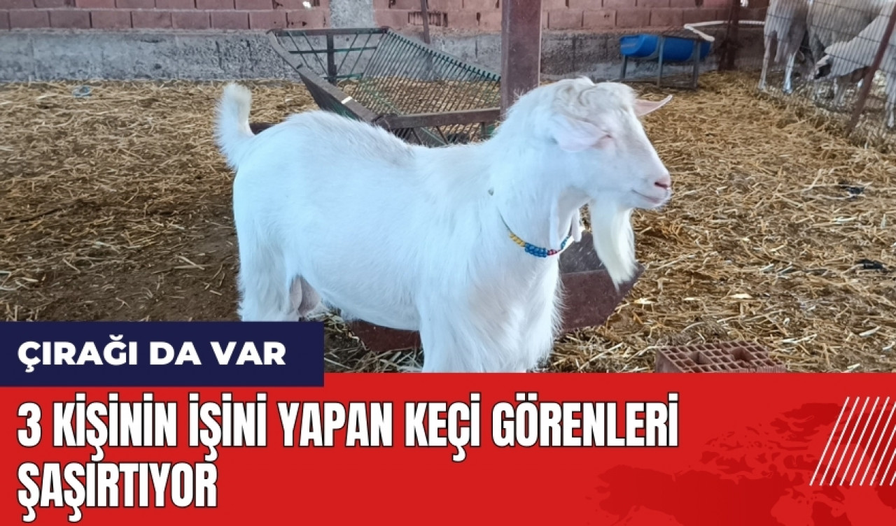 3 kişinin işini yapan keçi görenleri şaşırtıyor