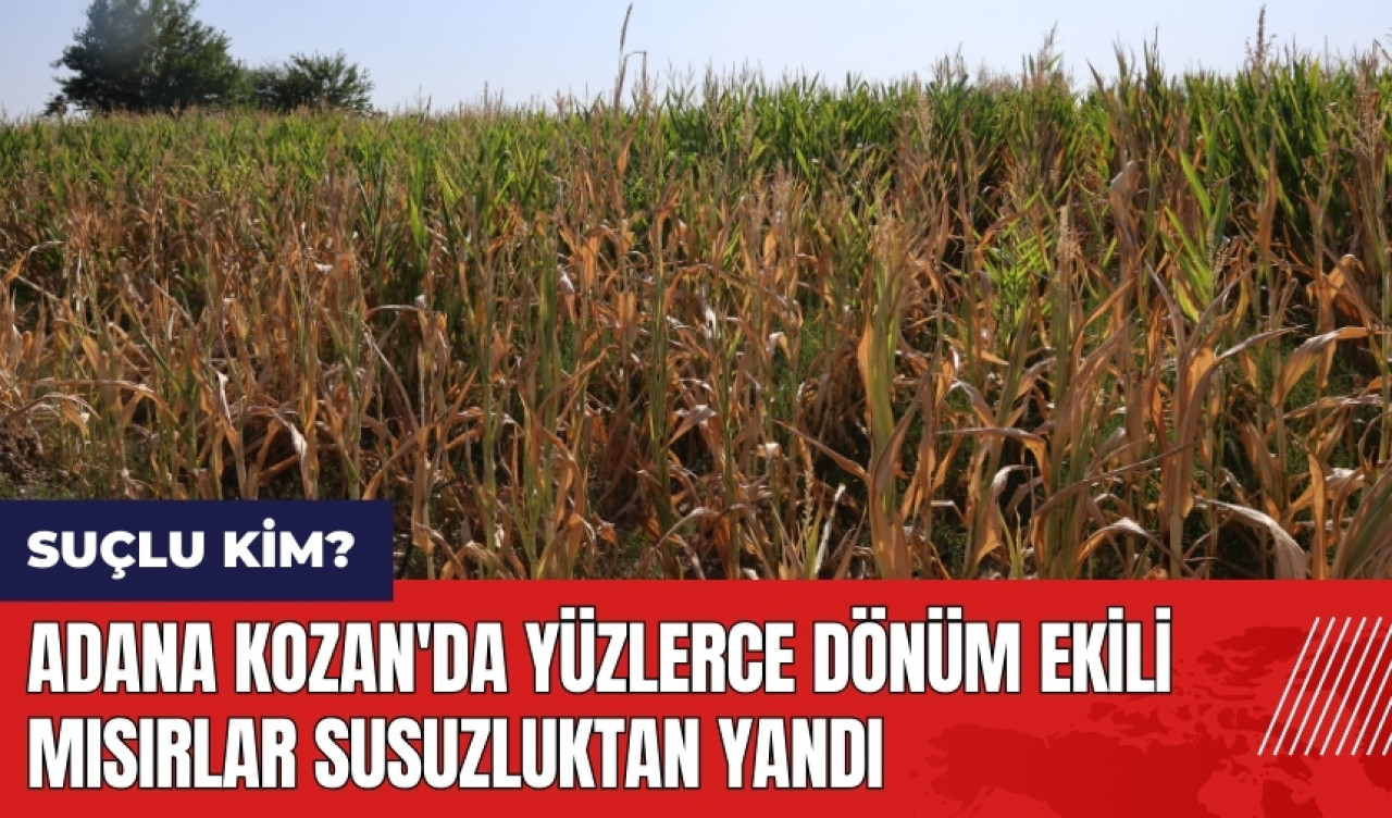 Adana Kozan'da yüzlerce dönüm ekili mısırlar susuzluktan yandı! Suçlu kim?