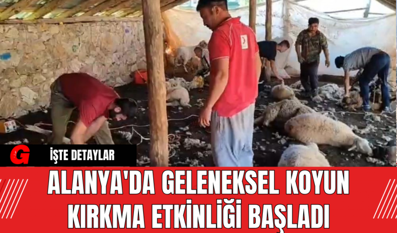 Alanya'da Geleneksel Koyun Kırkma Etkinliği Başladı