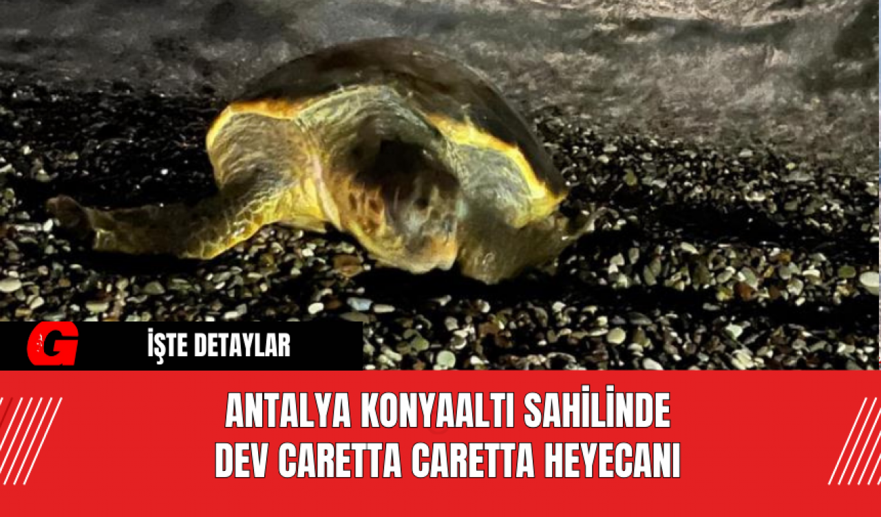 Antalya Konyaaltı Sahilinde  Dev Caretta Caretta Heyecanı