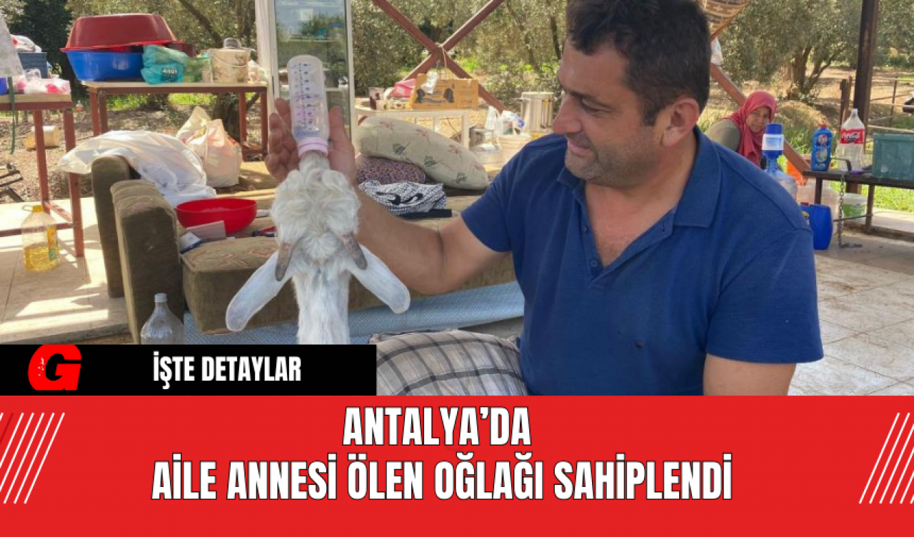 Antalya’da Aile Annesi Ölen Oğlağı Sahiplendi