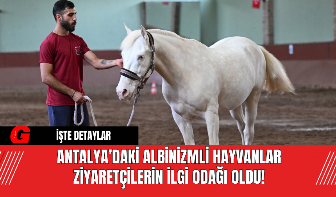 Antalya’daki Albinizmli Hayvanlar Ziyaretçilerin İlgi Odağı Oldu!