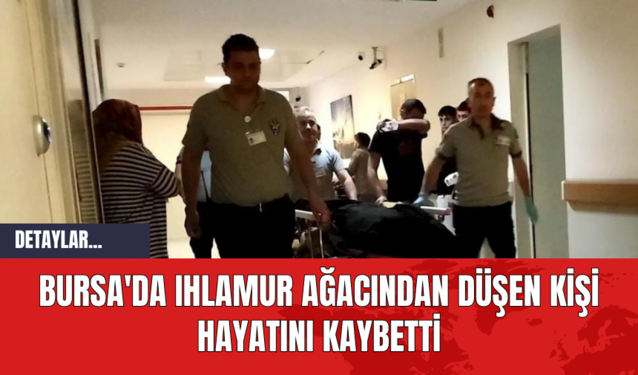 Bursa'da Ihlamur Ağacından Düşen Kişi Hayatını Kaybetti