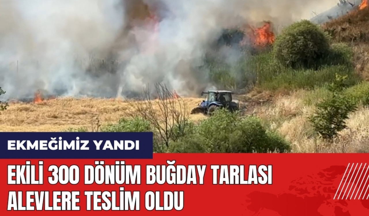 Diyarbakır’da 300 dönüm ekili buğday yandı