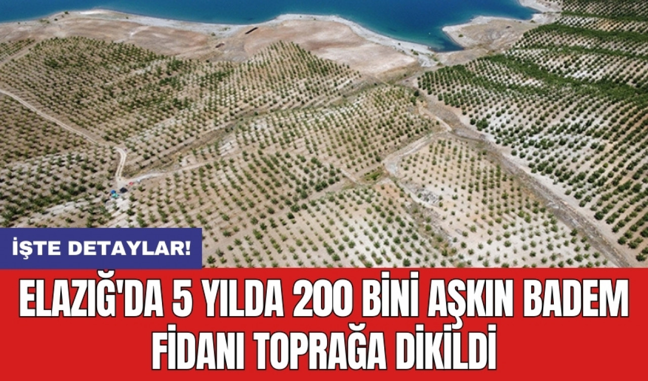 Elazığ'da 5 yılda 200 bini aşkın badem fidanı toprağa dikildi