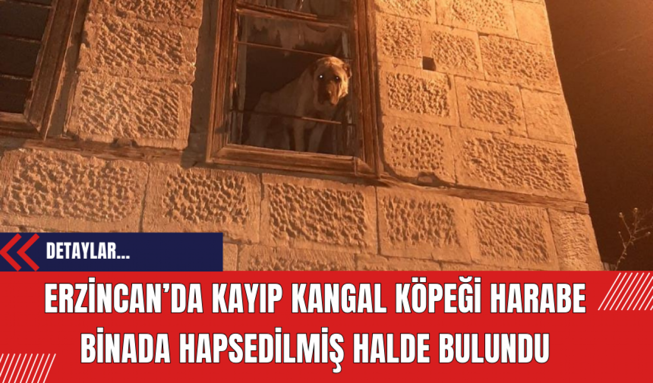 Erzincan’da kayıp kangal köpeği harabe binada hapsedilmiş halde bulundu