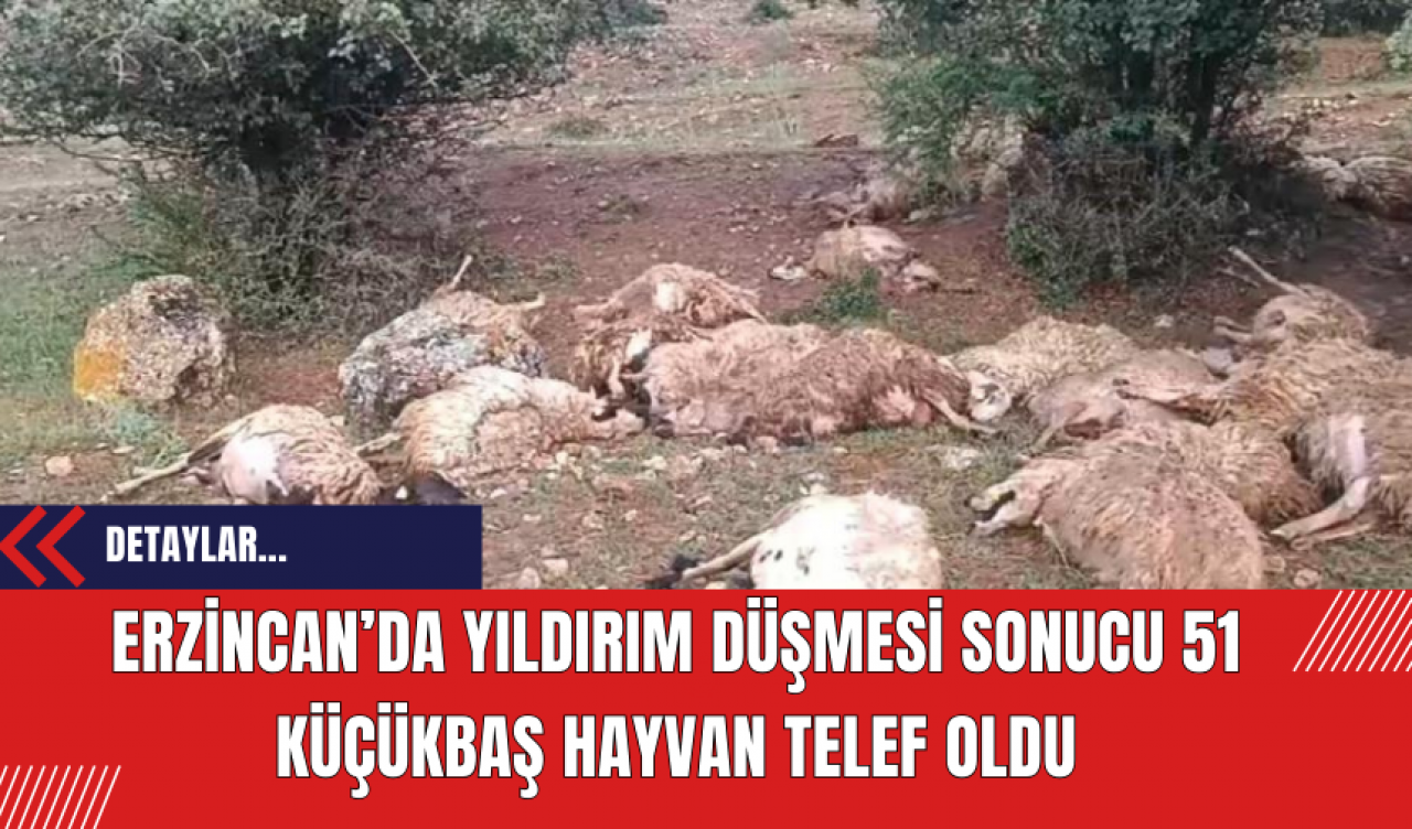 Erzincan’da Yıldırım Düşmesi Sonucu 51 Küçükbaş Hayvan Telef Oldu