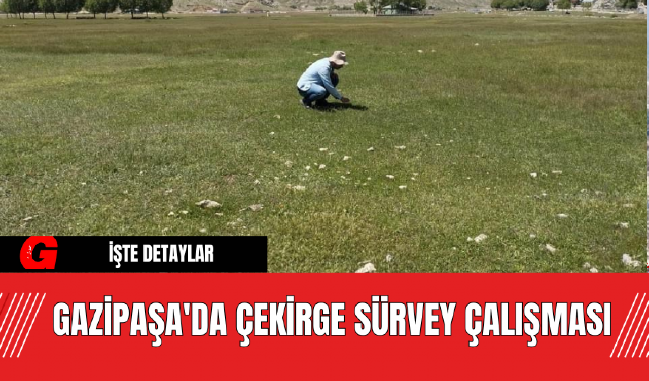 Gazipaşa'da Çekirge Sürvey Çalışması