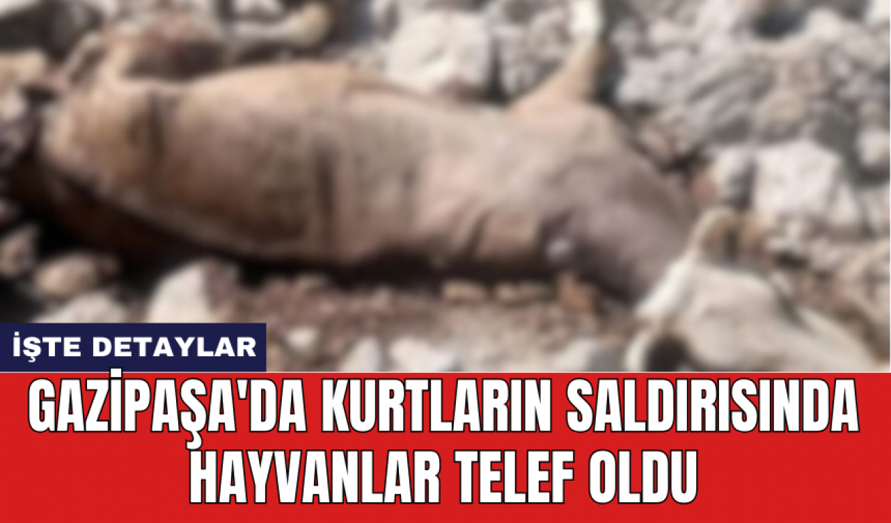 Gazipaşa'da kurtların saldırısında hayvanlar telef oldu