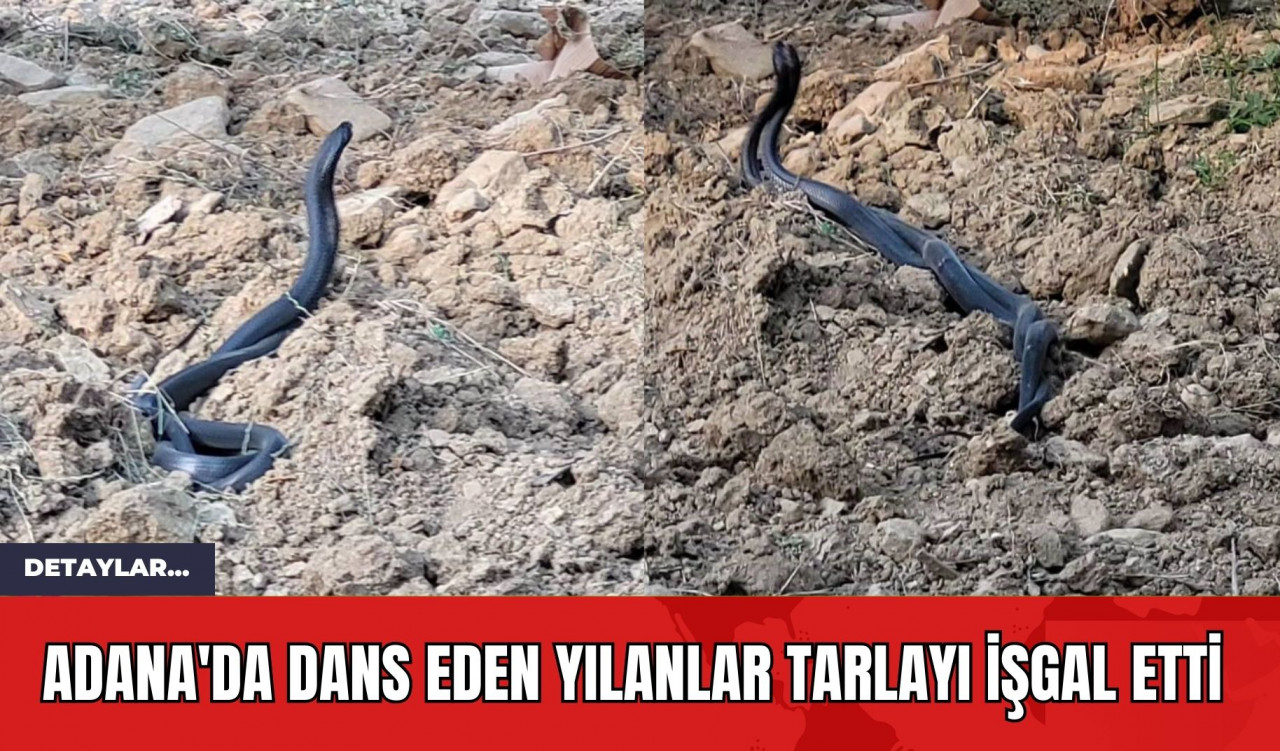 Adana'da Dans Eden Yılanlar Tarlayı İşgal Etti